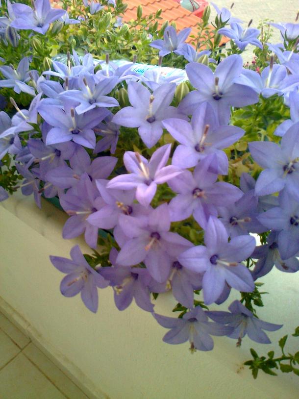 Name:  Fotoraf1301.jpg
Views: 859
Size:  71.7 KB