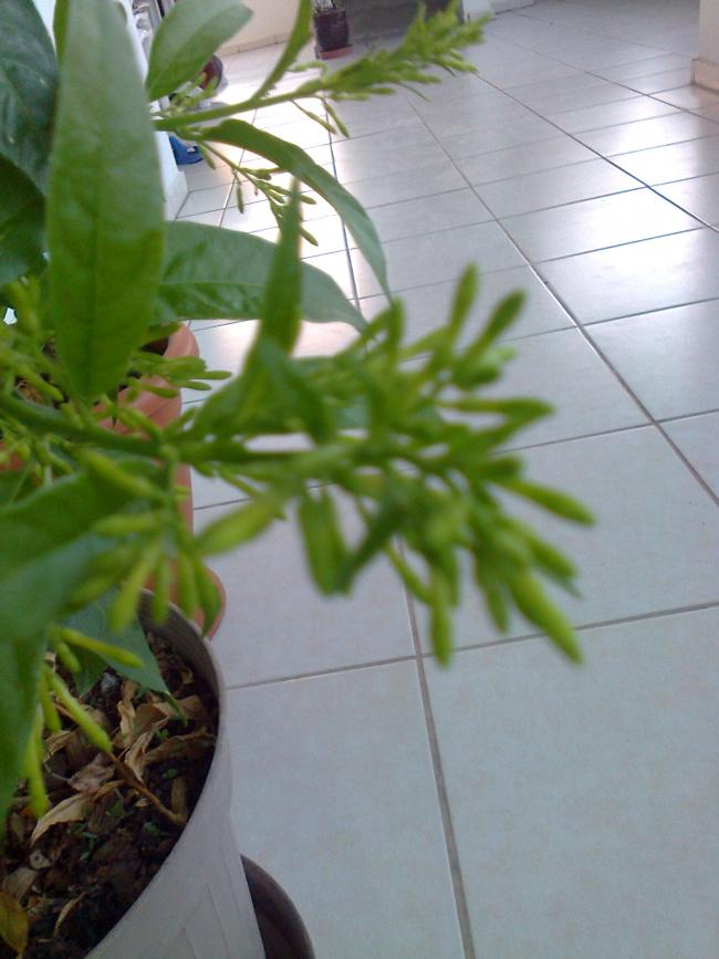 Name:  Fotoraf1296.jpg
Views: 639
Size:  58.6 KB