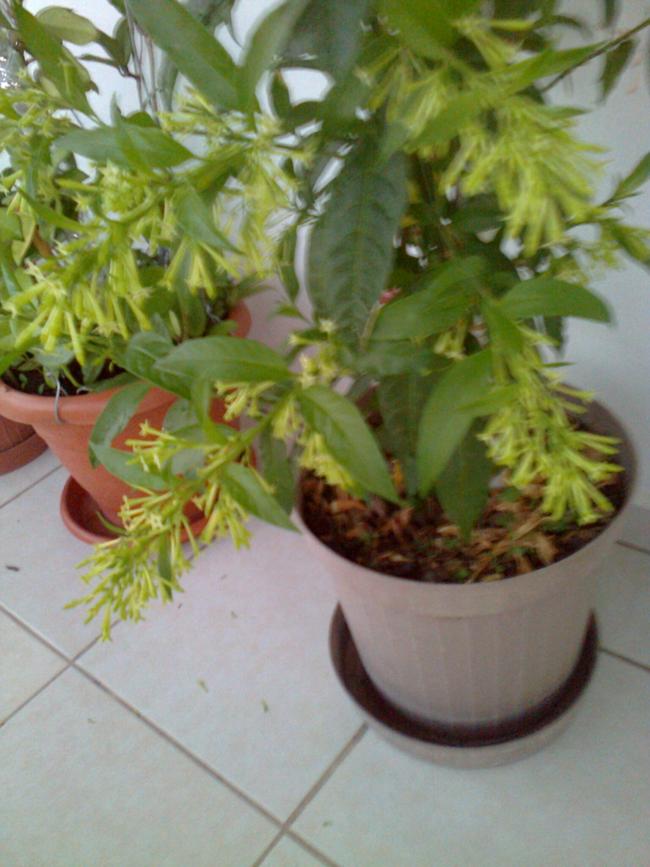 Name:  Fotoraf1324.jpg
Views: 854
Size:  66.4 KB