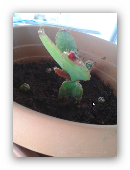 Name:  Ashampoo_Snap_2014.06.25_00h43m45s_022_.jpg
Views: 1688
Size:  60.5 KB
