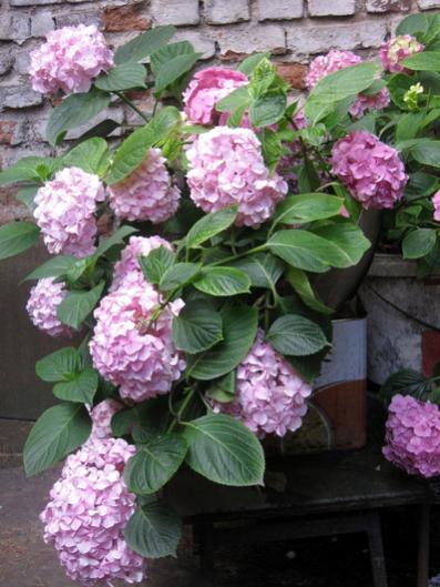 Name:  IMG_1301.jpg
Views: 988
Size:  43.6 KB