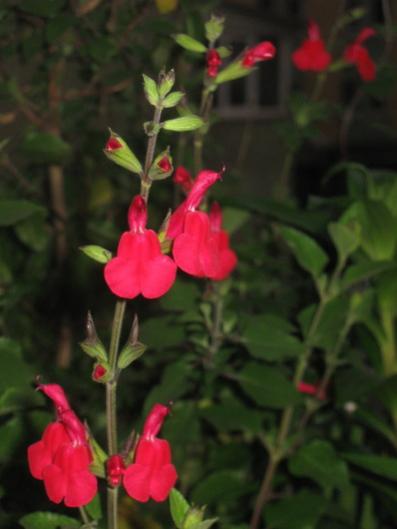 Name:  IMG_0106.jpg
Views: 691
Size:  22.7 KB