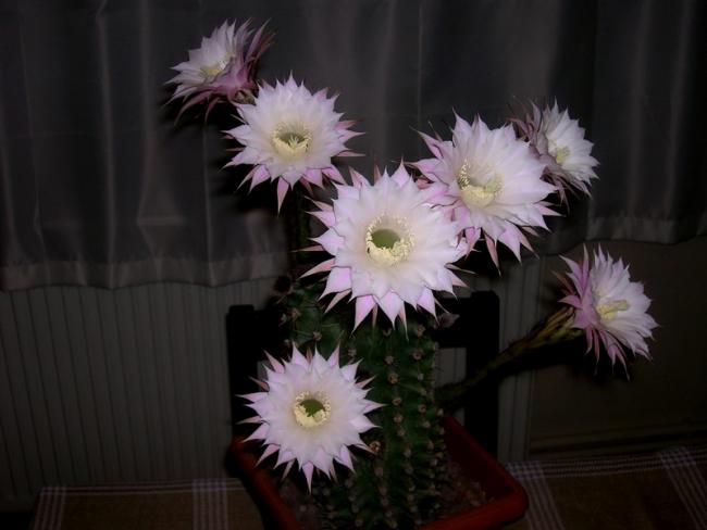 Name:  DSCN5278.jpg
Views: 725
Size:  31.4 KB