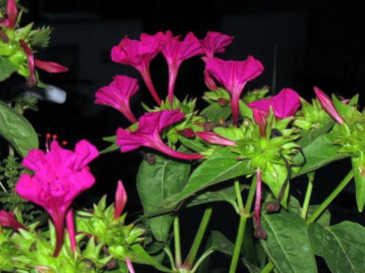 Name:  IMG_1496.jpg
Views: 620
Size:  36.8 KB