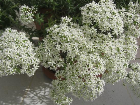 Name:  sedum album.jpg
Views: 2142
Size:  51.9 KB