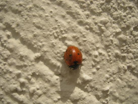 Name:  u. bcei.jpg
Views: 2150
Size:  36.2 KB