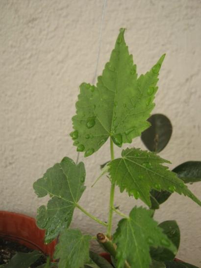 Name:  abutilion.jpg
Views: 2371
Size:  24.3 KB