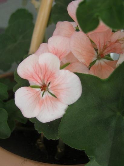 Name:  pembe.jpg
Views: 2331
Size:  20.6 KB