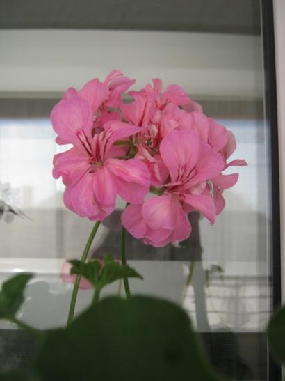 Name:  sakz.jpg
Views: 2320
Size:  20.4 KB