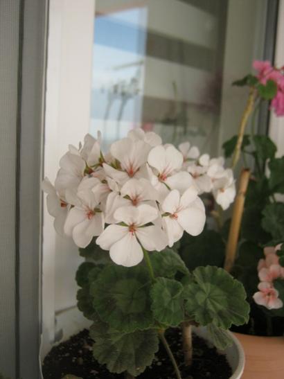 Name:  beyaz.jpg
Views: 2324
Size:  23.5 KB