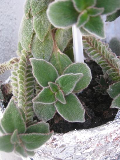 Name:  kohleria.jpg
Views: 2146
Size:  38.9 KB