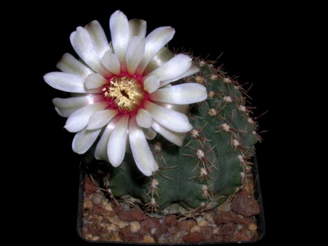 Name:  Gymnocalycium reductum var. platense (no 100 ).jpg
Views: 679
Size:  29.9 KB
