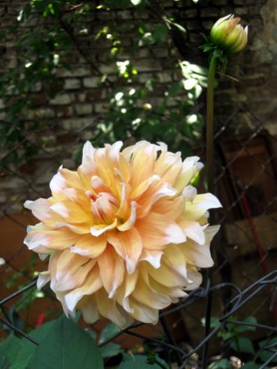 Name:  IMG_1580.jpg
Views: 570
Size:  32.9 KB