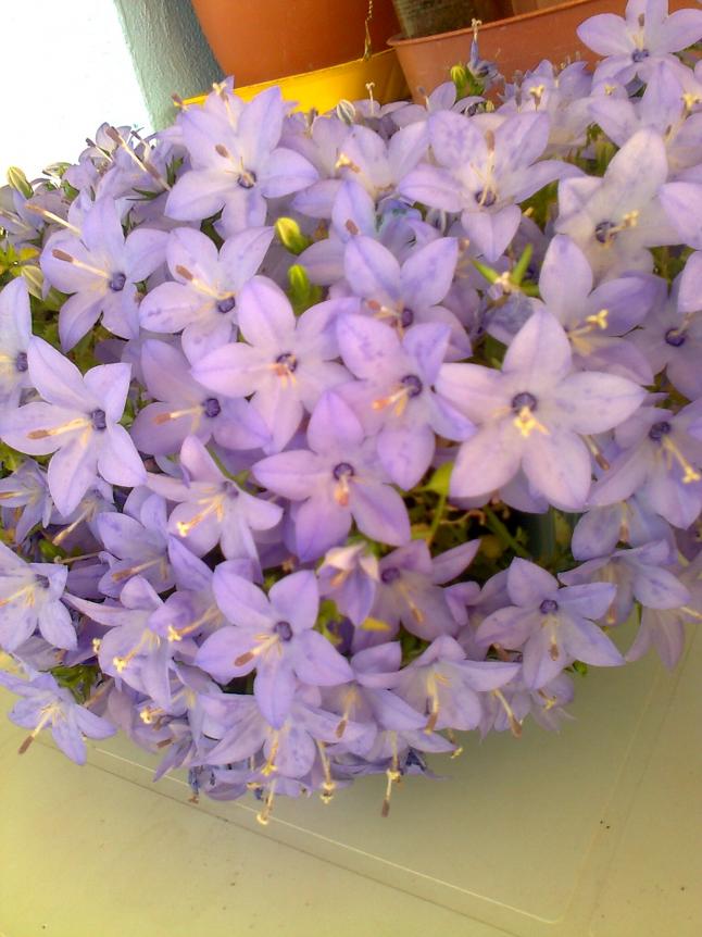 Name:  Fotoraf1383.jpg
Views: 683
Size:  69.7 KB