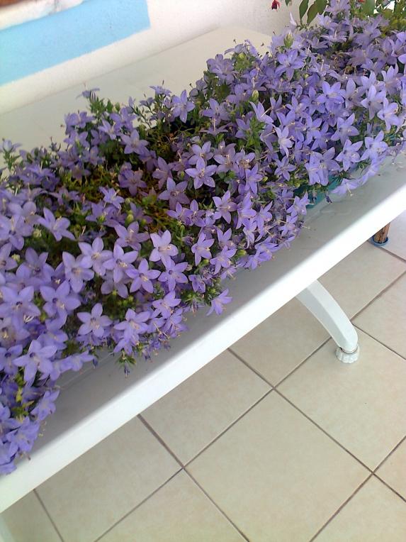 Name:  Fotoraf1371.jpg
Views: 692
Size:  73.2 KB