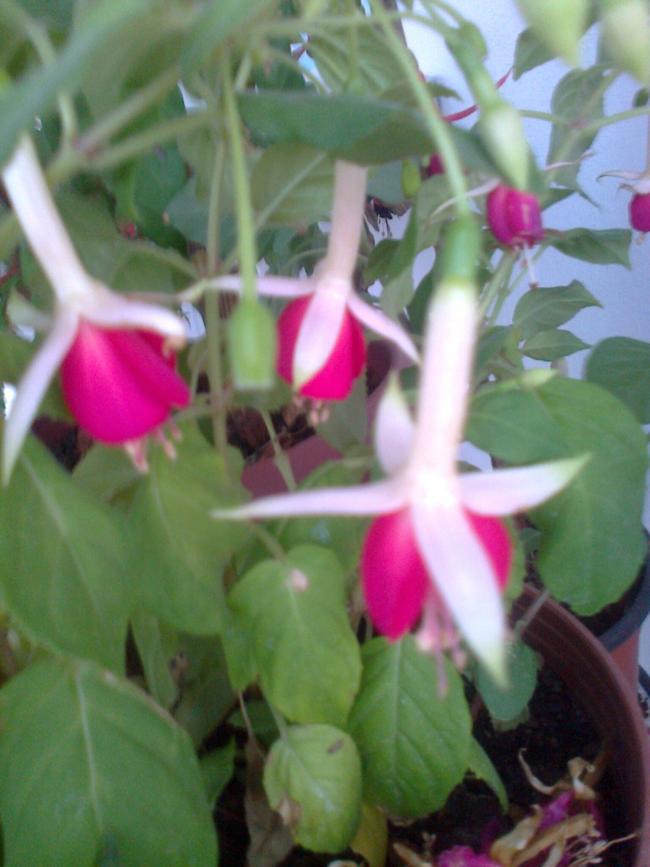Name:  Fotoraf1404 - Kopya.jpg
Views: 689
Size:  57.6 KB