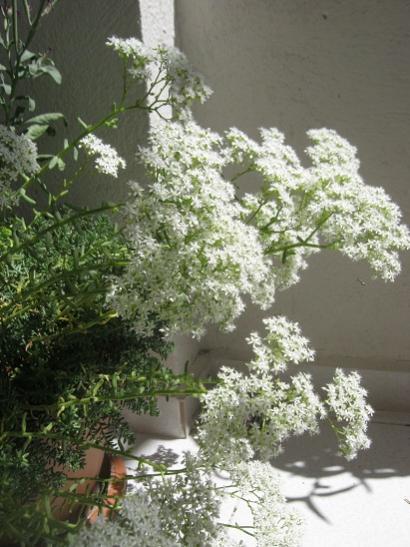 Name:  sedum album.jpg
Views: 2177
Size:  45.2 KB
