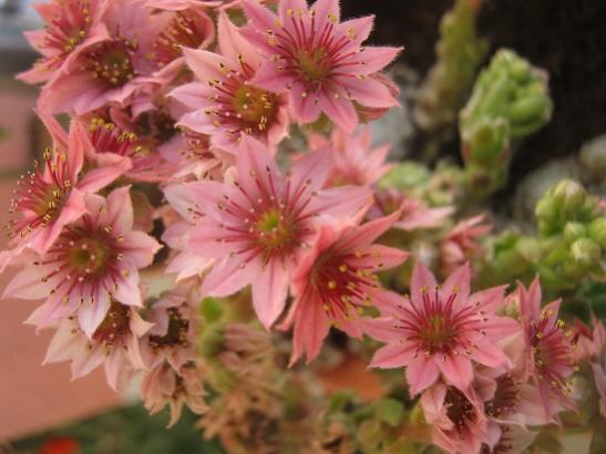 Name:  sempervivum1.jpg
Views: 1940
Size:  35.5 KB