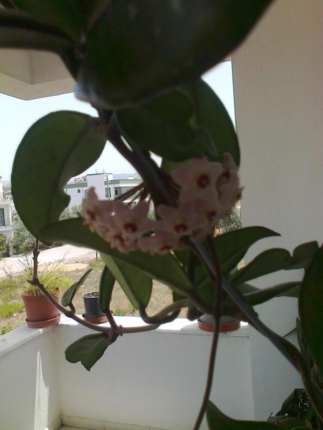 Name:  Fotoraf1375.jpg
Views: 710
Size:  52.4 KB