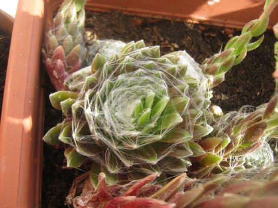 Name:  sempervivum.jpg
Views: 2013
Size:  42.5 KB