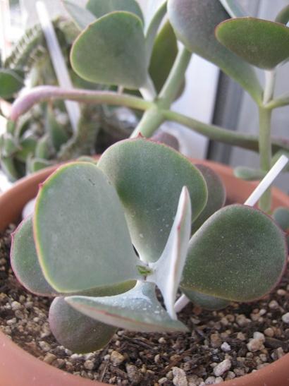 Name:  cotyledon.jpg
Views: 1585
Size:  32.6 KB