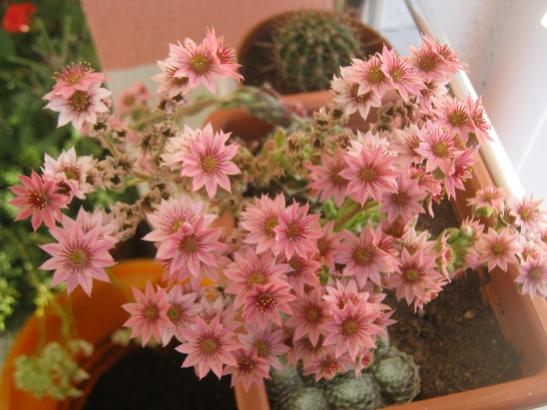 Name:  sempervivum.jpg
Views: 2230
Size:  38.7 KB