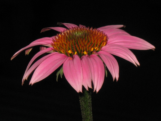 Name:  IMG_1491.JPG
Views: 476
Size:  68.0 KB