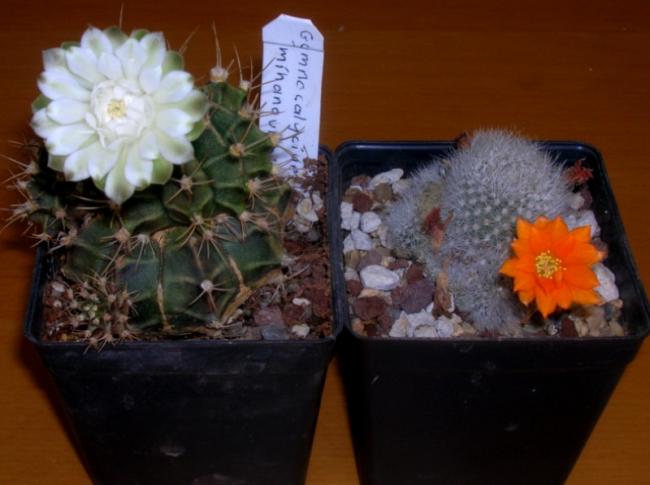 Name:  DSCN5390.jpg
Views: 1049
Size:  36.0 KB