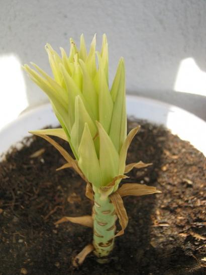 Name:  lilium-.jpg
Views: 1546
Size:  26.6 KB