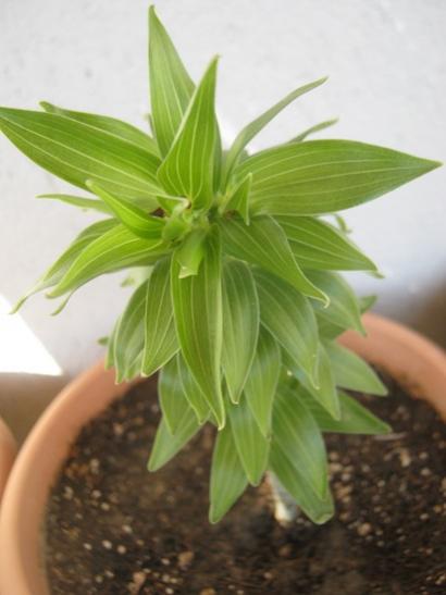 Name:  lilium--.jpg
Views: 1529
Size:  25.9 KB