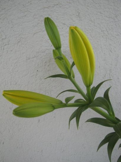 Name:  lilium.jpg
Views: 1716
Size:  25.3 KB