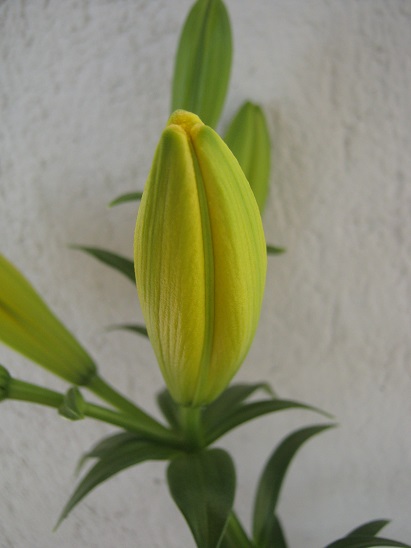 Name:  lilium1.jpg
Views: 1499
Size:  63.7 KB