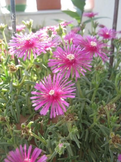 Name:  delosperma.jpg
Views: 1763
Size:  43.3 KB