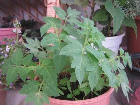 Name:  san marzano d..jpg
Views: 1533
Size:  37.2 KB