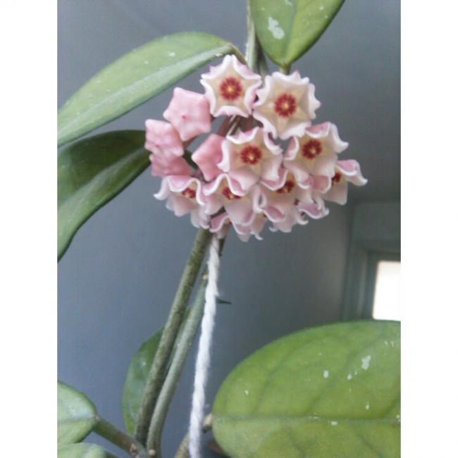 Name:  PhotoGrid_1405851086372.jpg
Views: 988
Size:  33.4 KB