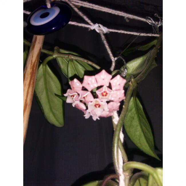 Name:  PhotoGrid_1405850818125.jpg
Views: 891
Size:  38.6 KB