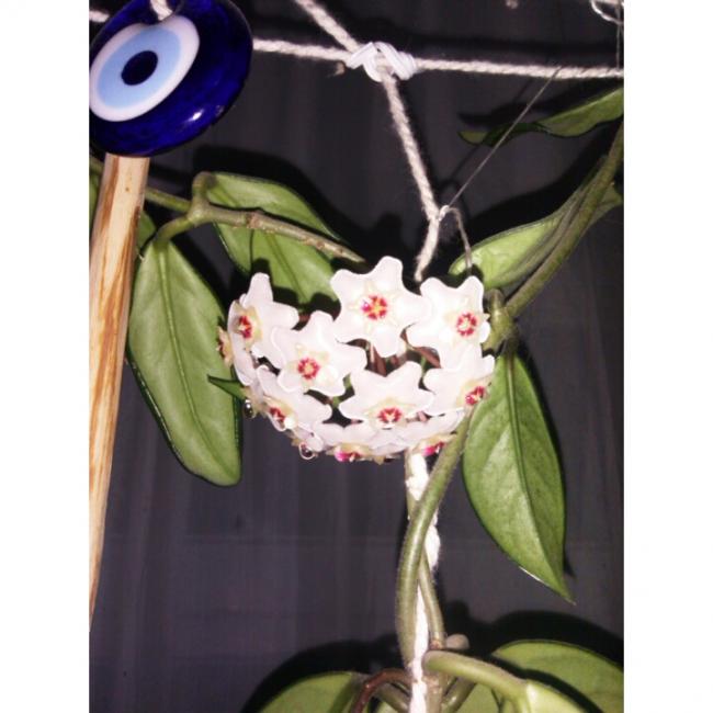 Name:  PhotoGrid_1405850757855.jpg
Views: 884
Size:  42.1 KB