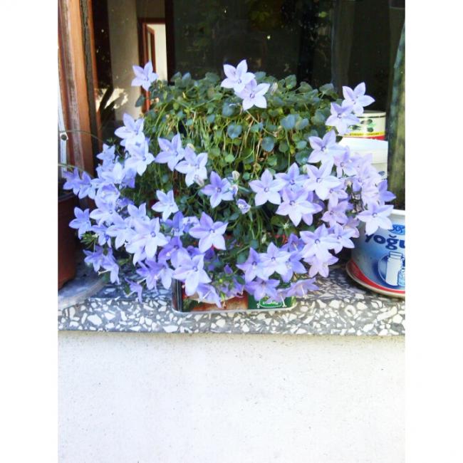 Name:  PhotoGrid_1405850895579.jpg
Views: 870
Size:  58.2 KB