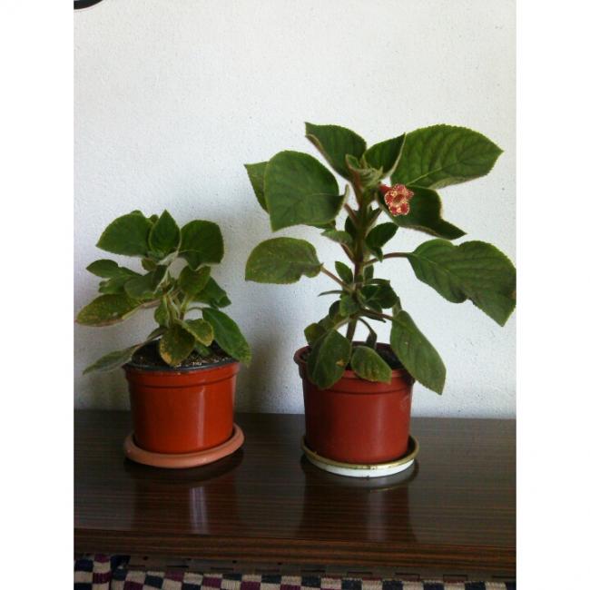 Name:  PhotoGrid_1405850979616.jpg
Views: 980
Size:  40.8 KB