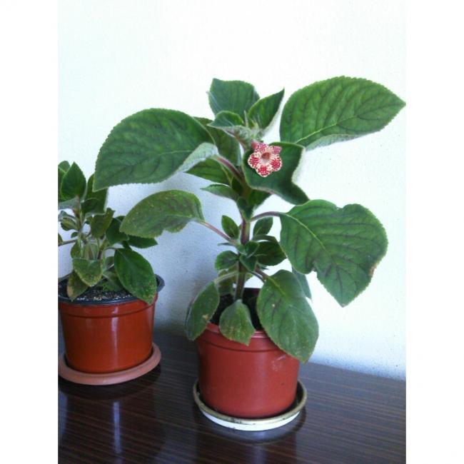 Name:  PhotoGrid_1405850954028.jpg
Views: 970
Size:  39.1 KB