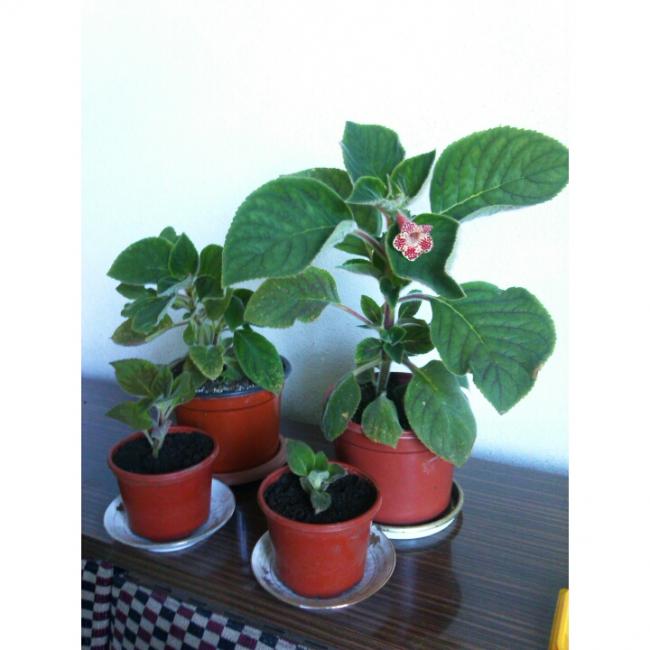 Name:  PhotoGrid_1405850934249.jpg
Views: 995
Size:  39.9 KB