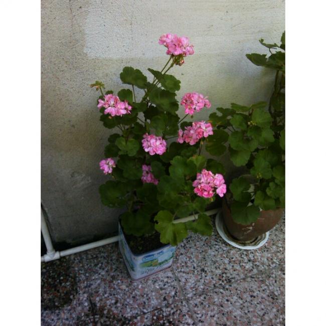 Name:  PhotoGrid_1405850840026.jpg
Views: 892
Size:  54.3 KB