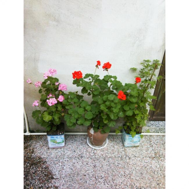 Name:  PhotoGrid_1405850791207.jpg
Views: 883
Size:  56.2 KB
