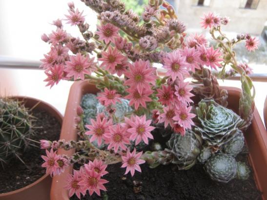 Name:  sempervivum.jpg
Views: 1707
Size:  43.3 KB
