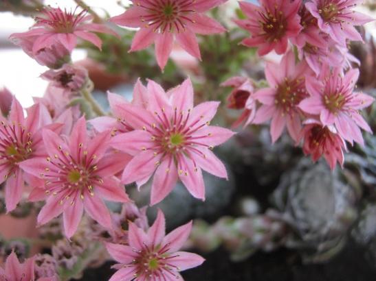 Name:  sempervivum1.jpg
Views: 1689
Size:  35.2 KB