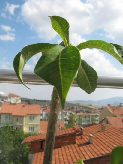 Name:  plumeria.jpg
Views: 1484
Size:  29.0 KB