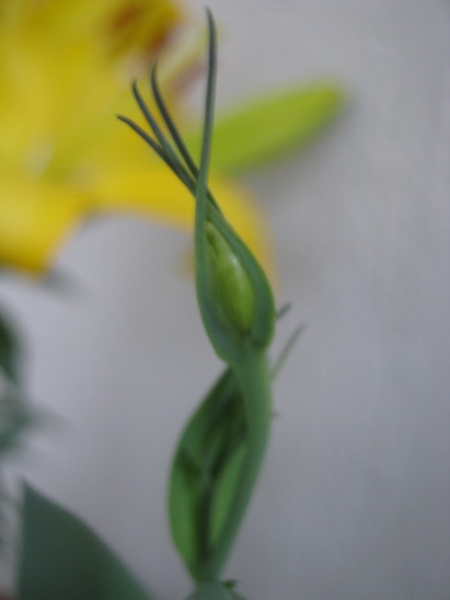Name:  lisianthus.jpg
Views: 1499
Size:  52.3 KB