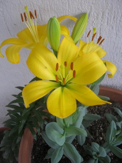 Name:  lilium.jpg
Views: 1766
Size:  30.8 KB