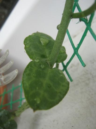 Name:  ceropegia sandersonii.jpg
Views: 1523
Size:  20.0 KB