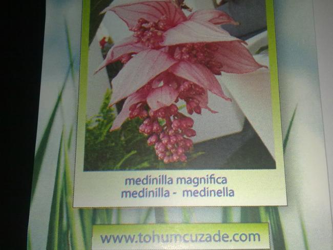 Name:  Medinilla_Magnifica.jpg
Views: 2245
Size:  37.5 KB
